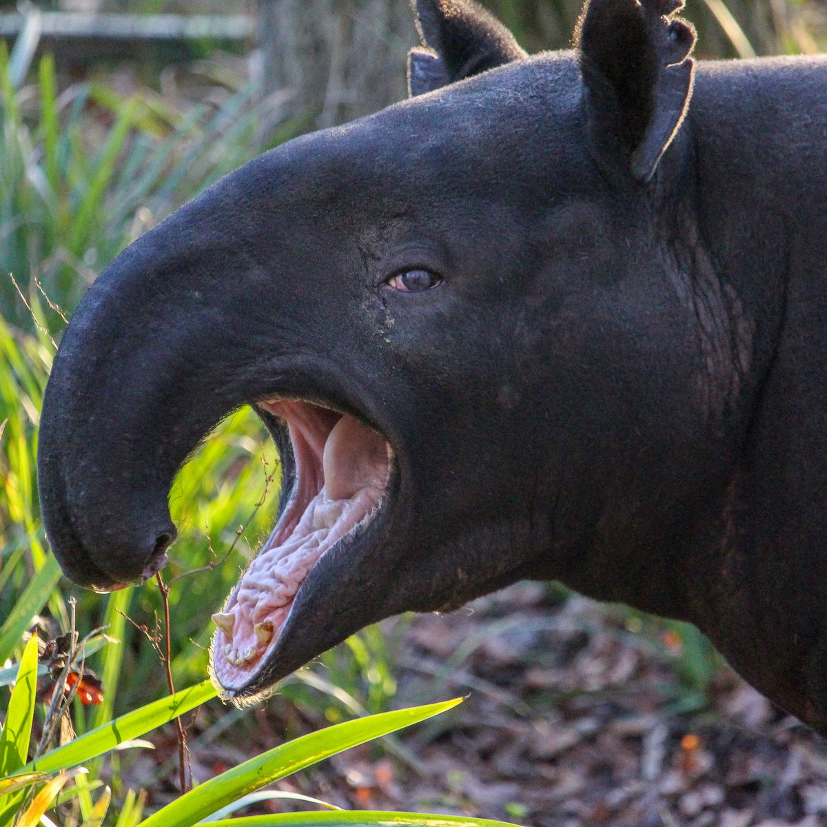 World Tapir Day 在twitter 上 It S Tapirtuesday And Some Of Us Have Been Caught By Surprise Tapirs Have Very Strong Jaws And Teeth And Can Break Off Branches Easily And When Threatened