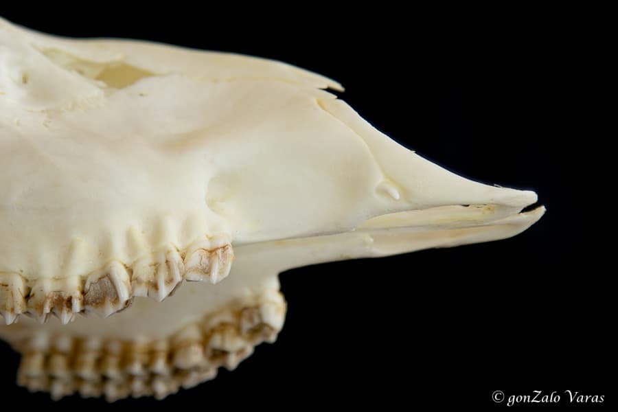 Corza joven con caninos en el maxilar. Otra de las curiosidades que pueden presentar los corzos en su dentadura. Vestigios de otras épocas pasadas y presentes en otros crecidos como el muntjac.
