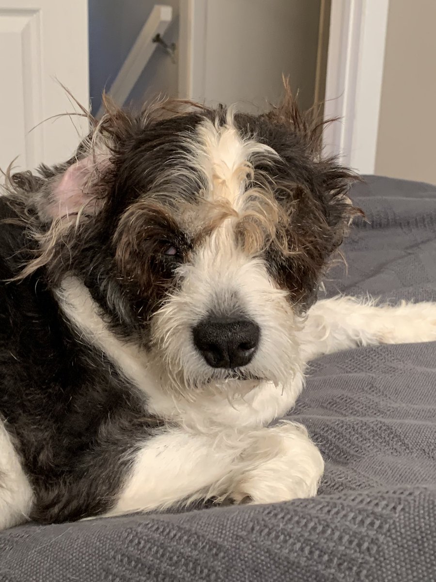 LucyLoops3's tweet photo. The struggle is real. #DogsofTwittter #bedhead https://t.co/dGtA8t2ElW