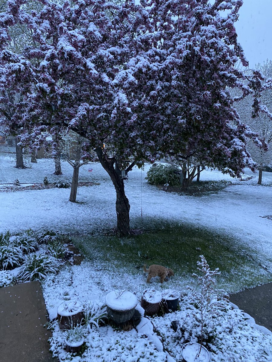 Ruby_RedPanda's tweet image. I thought I got rid of all this white stuff?