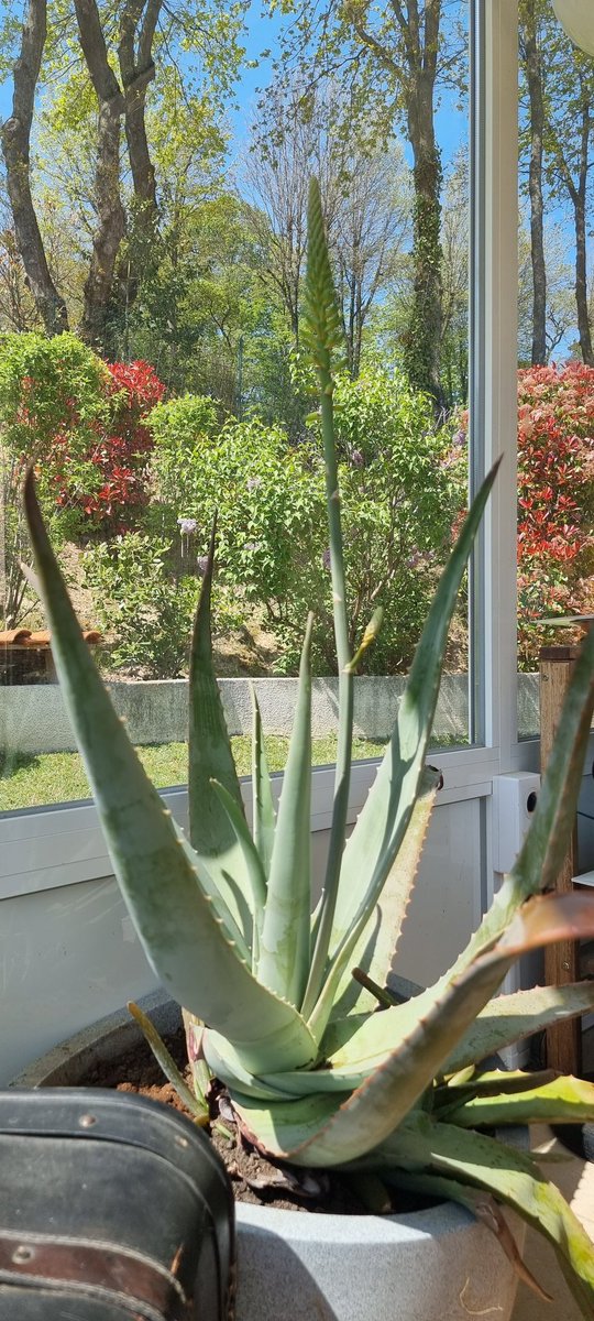 stocorom's tweet photo. Mon #aloevera bientôt en fleur. Trop hâte qu'elle éclose https://t.co/jaQgdgYLQ4