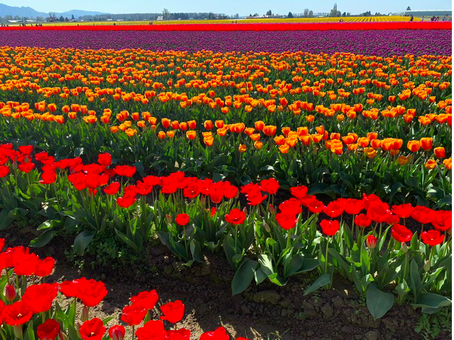 LettersConnect's tweet photo. Letter Writing Prompt - 'It's not what it seems.'
You may think these tulips are in Holland but no, they're in the UK.
#letterwriters #penpals #writingcommunity https://t.co/HD8dOq1Ssx