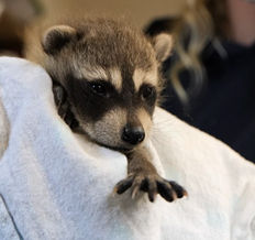 Our April Newsletter is full of announcements - from Do Good Week to Spring Babies, CHOCOLATE, Our New Wildlife Center, and MORE! - mailchi.mp/nebraskawildli…