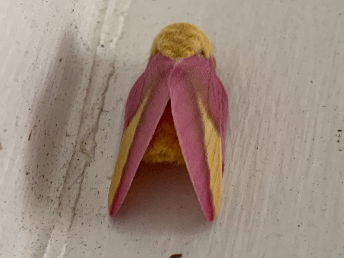 FuSchmu's tweet photo. Hell yeah! It’s rosy maple moth season again! https://t.co/XLrYhgZIus