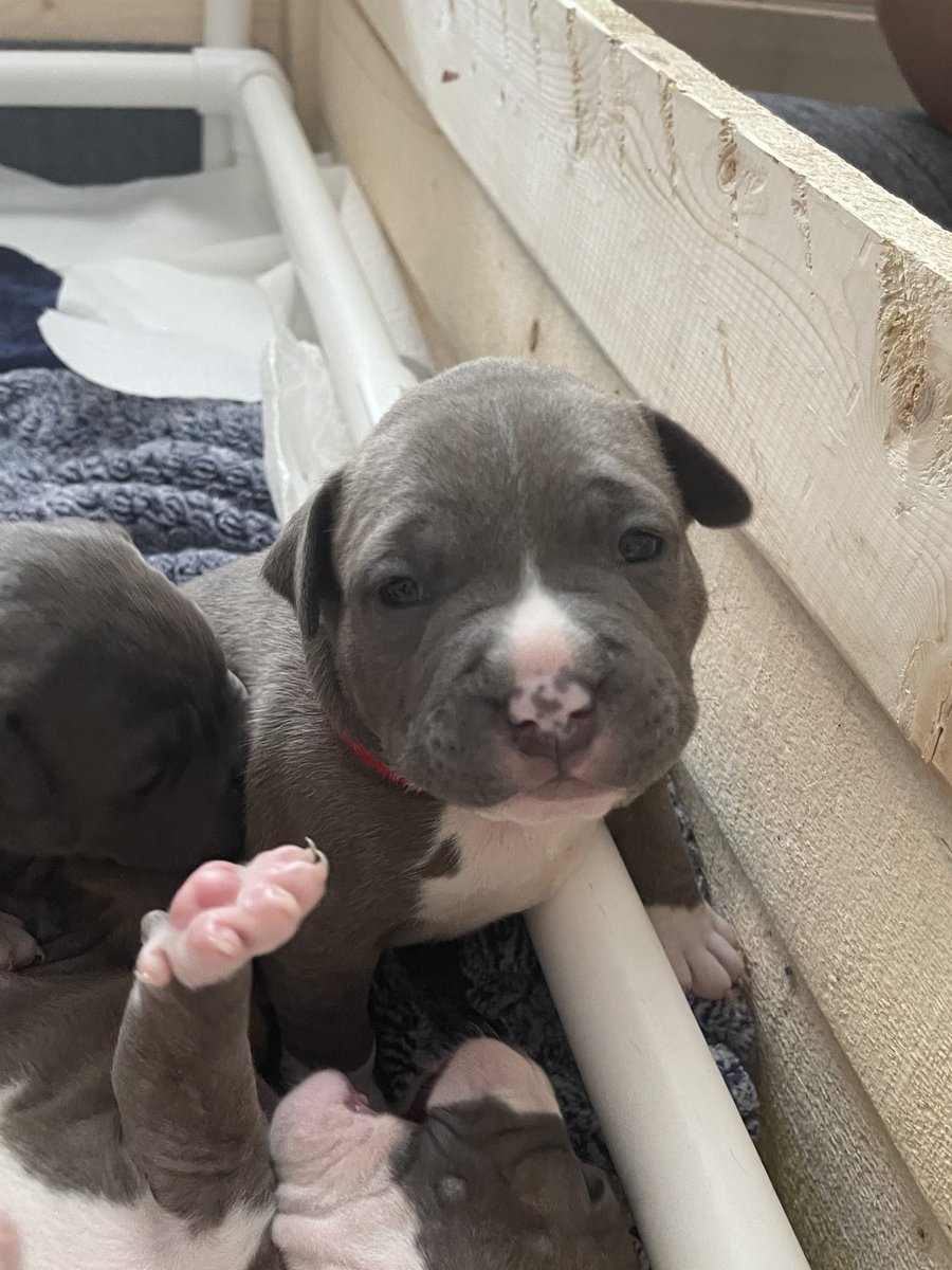 coleschmuck's tweet photo. Little man comes home in May https://t.co/nec8pZfAIh