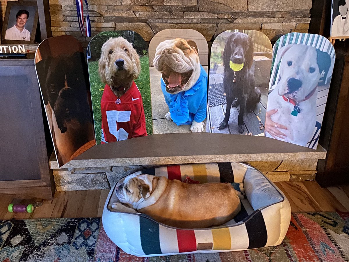 🎼Cause you’ve got to have friends🎼 #dog #englishbulldog #bulldogs #boxersofinstagram #goldendoodle #flatcoatedretriever #dogoargentino #friends