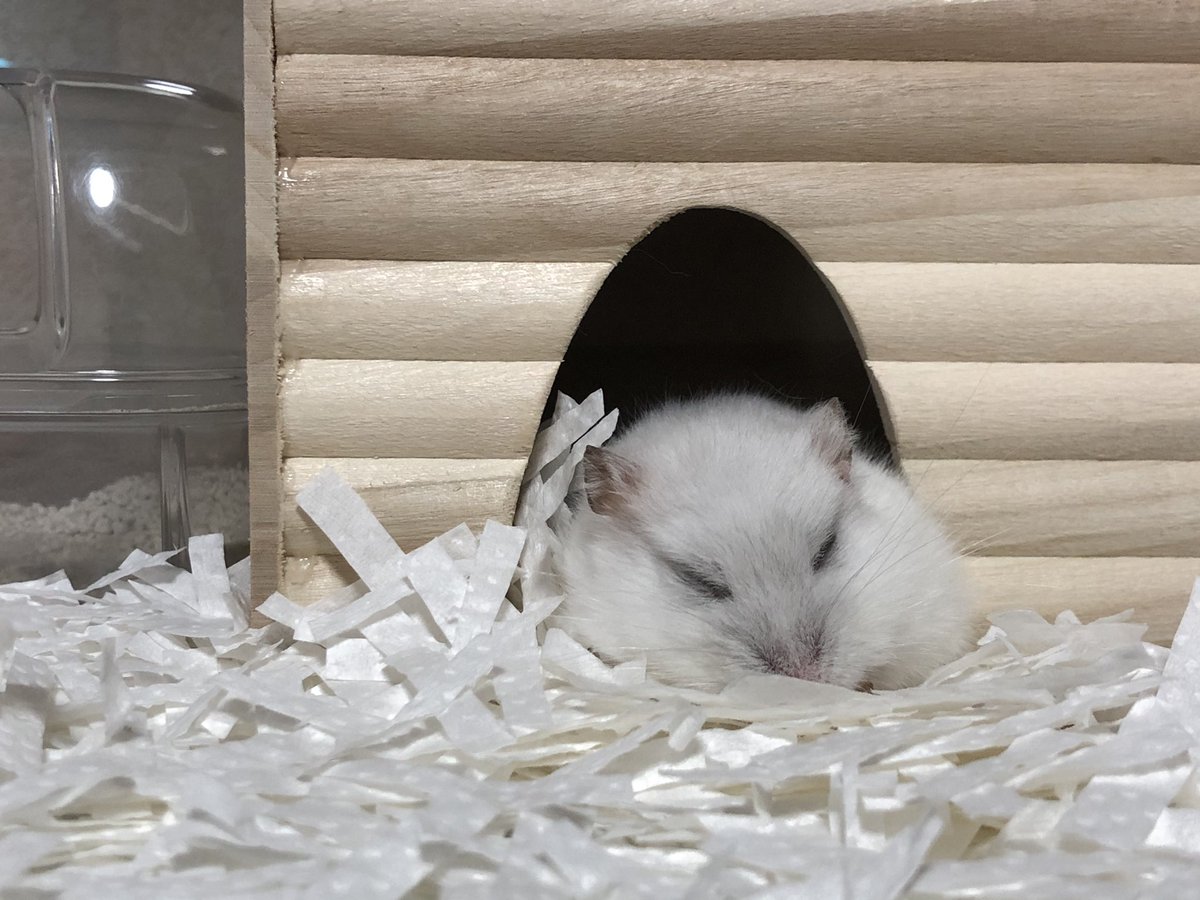 ココちゃん、2歳9ヶ月になりました さすがに寝てばかりです（つω