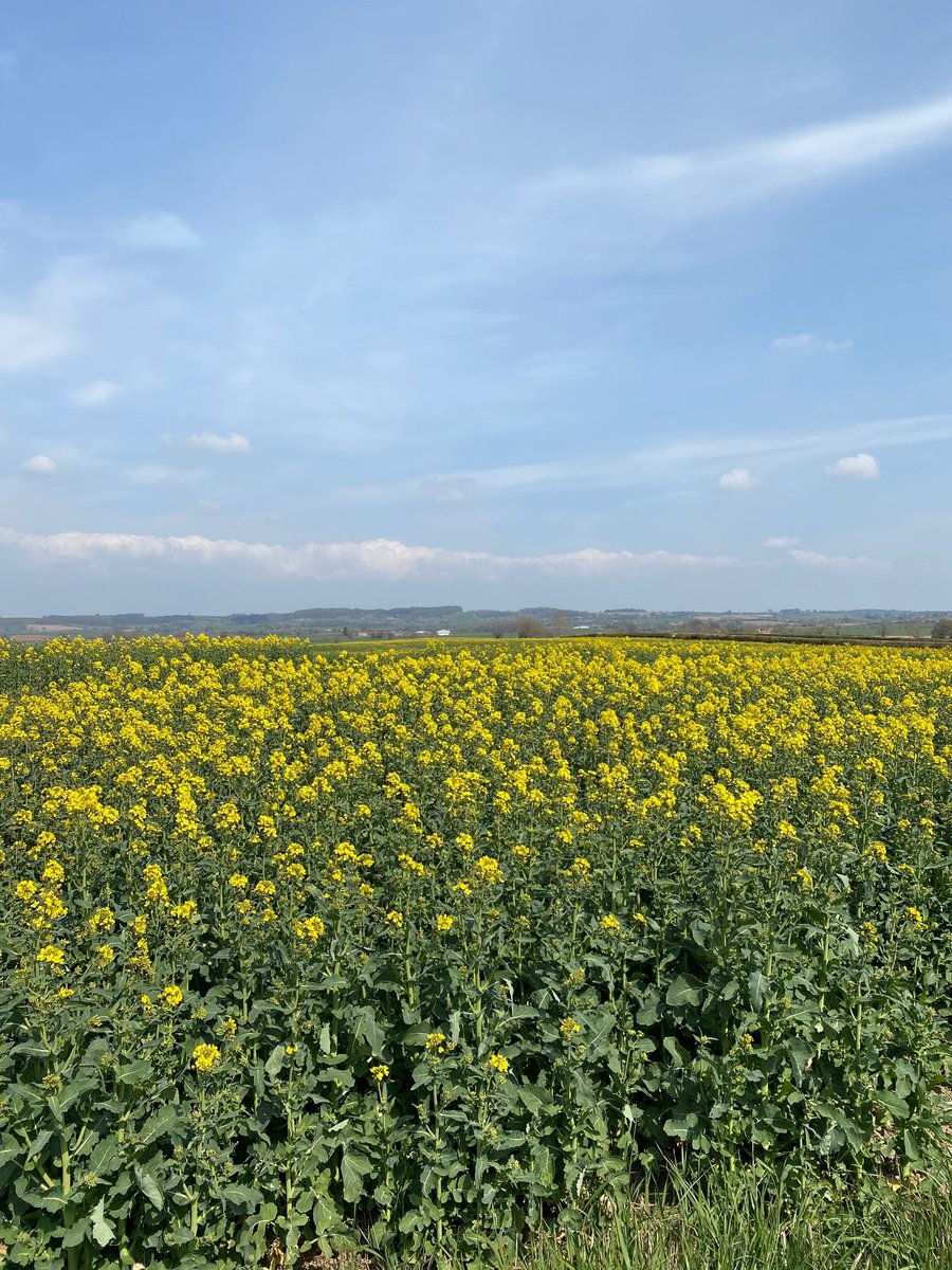 Beautiful growing day here in Yorkshire! #sunshine #bluesky #Yorkshire #crops #OSR #oilseed #rapeseed #UKFarming #moisturemeter #DICKEYjohn