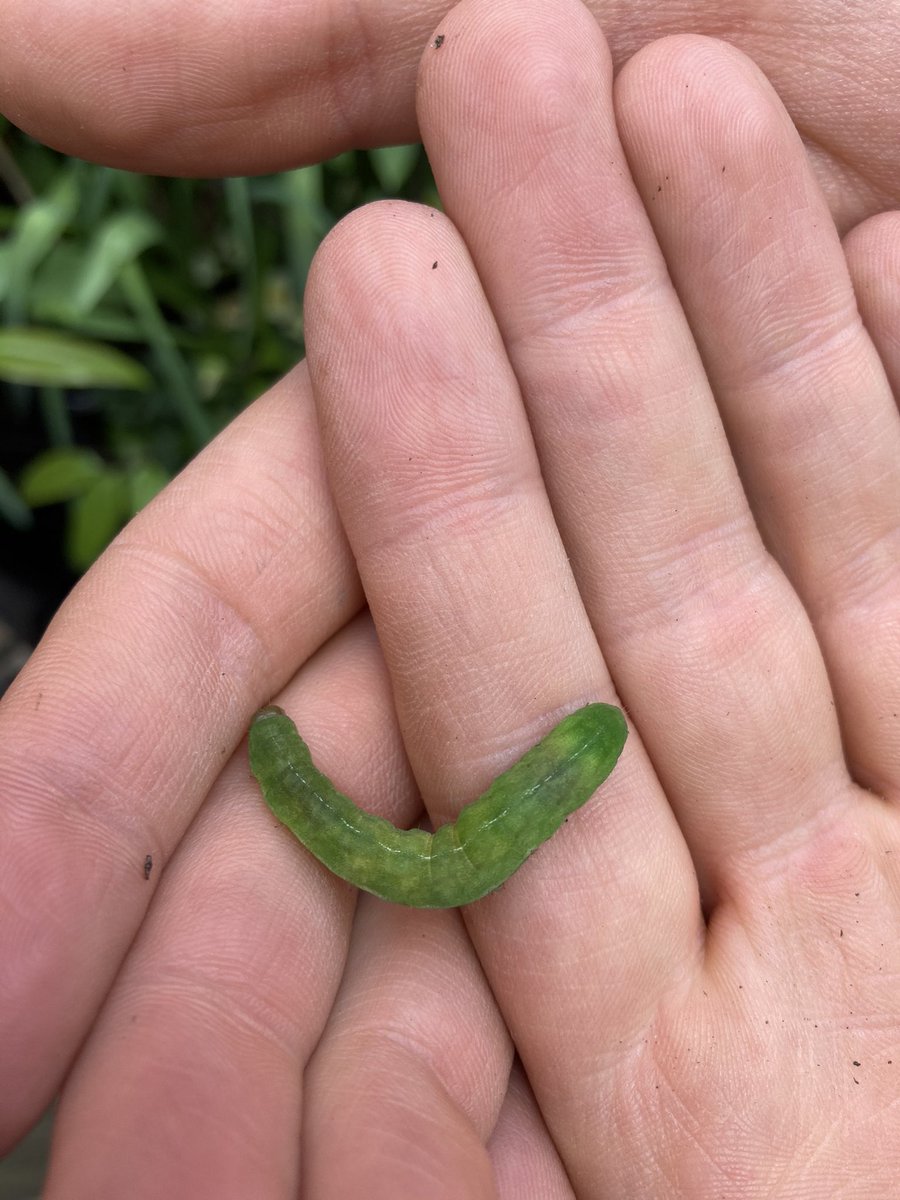 itsmisterphil's tweet image. Hi #cuthbert