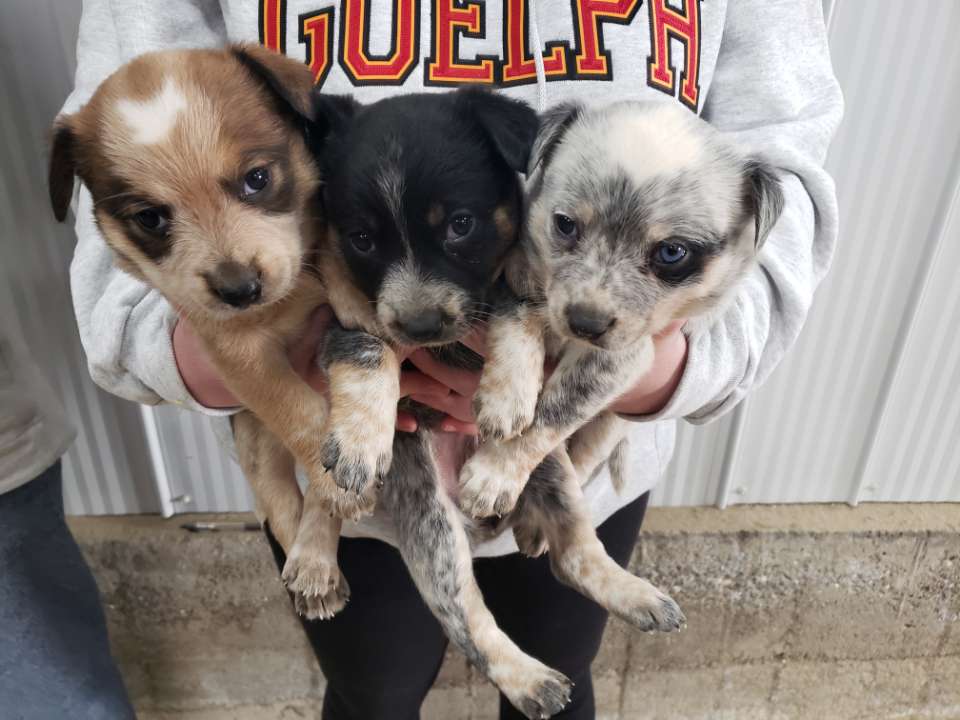 Happy 4 weeks old to our little heeler pups❣2 males &amp; 3 females🐶