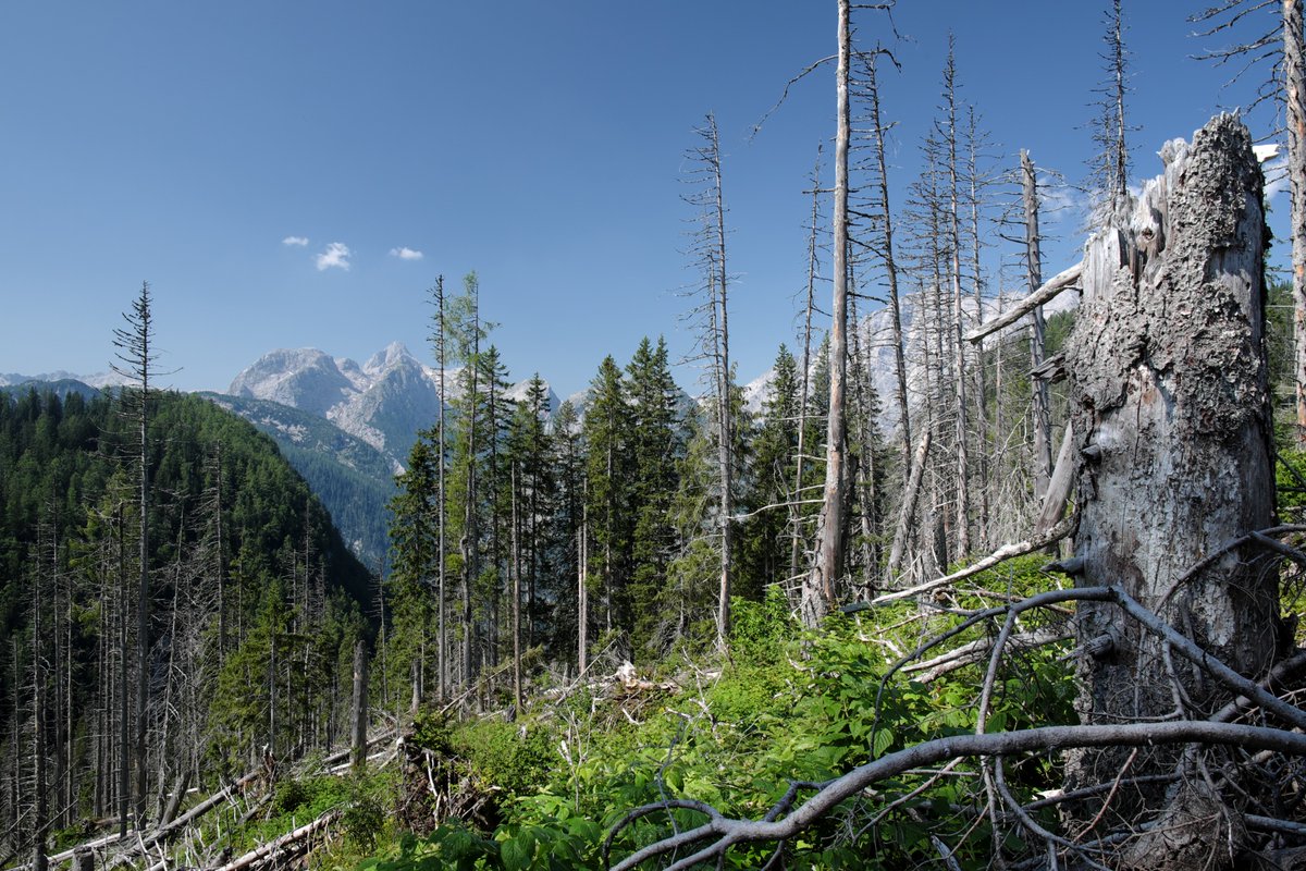 RupertSeidl's tweet image. Come work with us! We are looking for a PostDoc to work on continental-scale projections of forest disturbance regimes in Europe. Interested in ecol. modeling, skilled in analyzing large data sets, and excited about working in a dynamic team? Get in touch! edfm.wzw.tum.de/fileadmin/user…