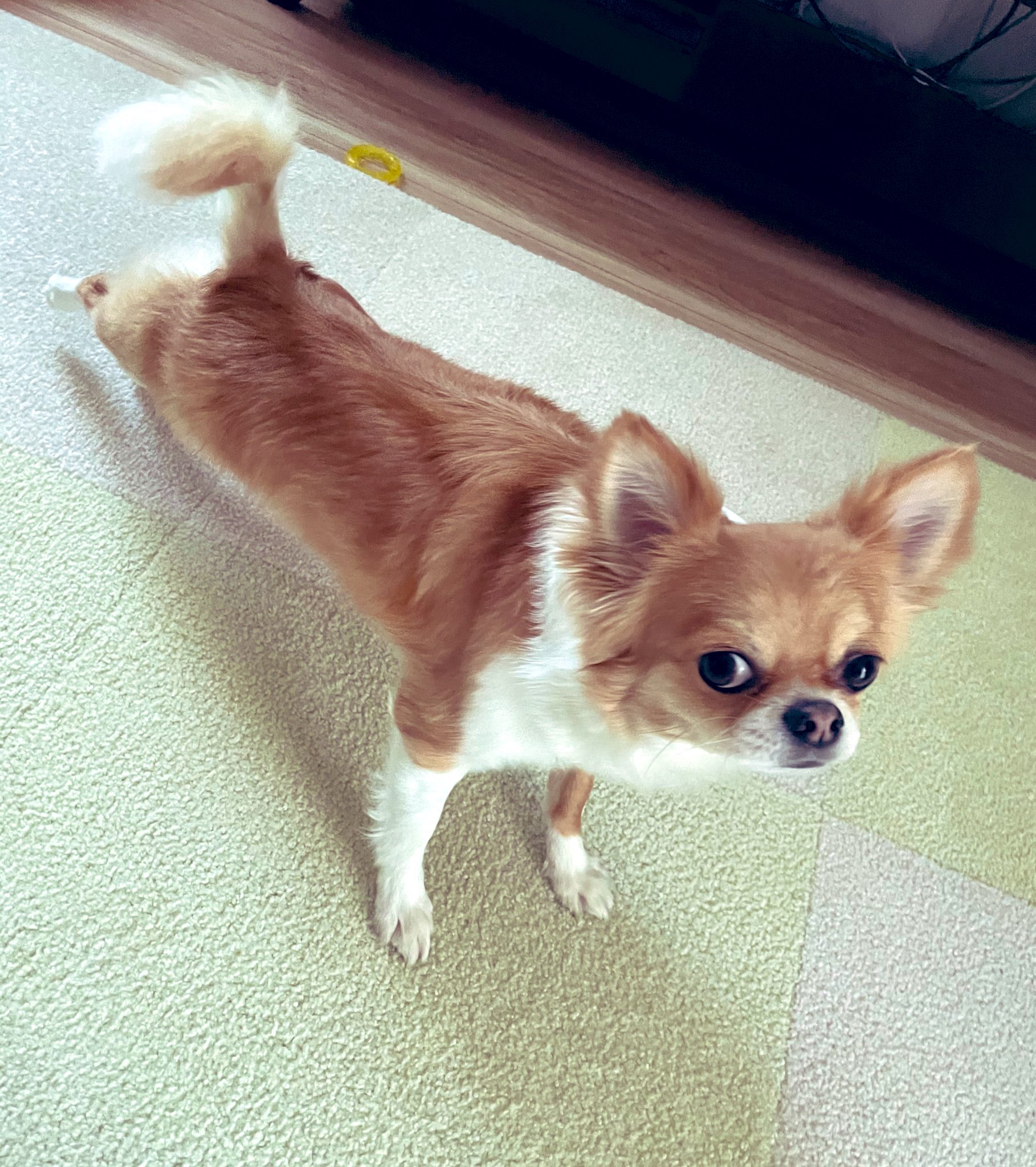 はにまる ノビー Dog 2さい いぬのいる暮らし チワワ 犬好き 朝の習慣 伸び 後ろ足 T Co Eahx42jped Twitter