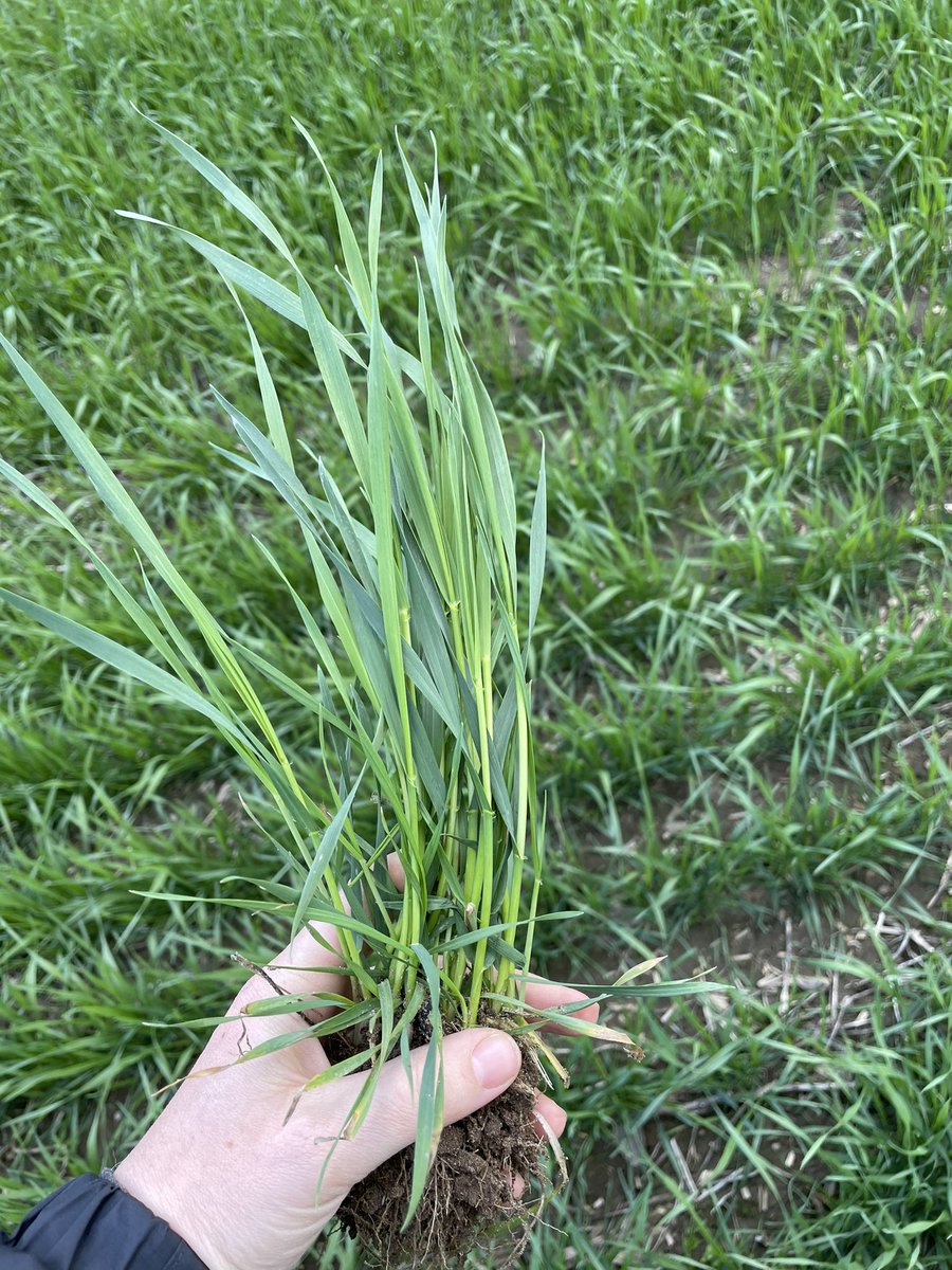 Earliest wheat in West Perth/Huron has reached Z31 (1st node). PGR timing on this wheat targeted for this weekend/next week once temps rise.