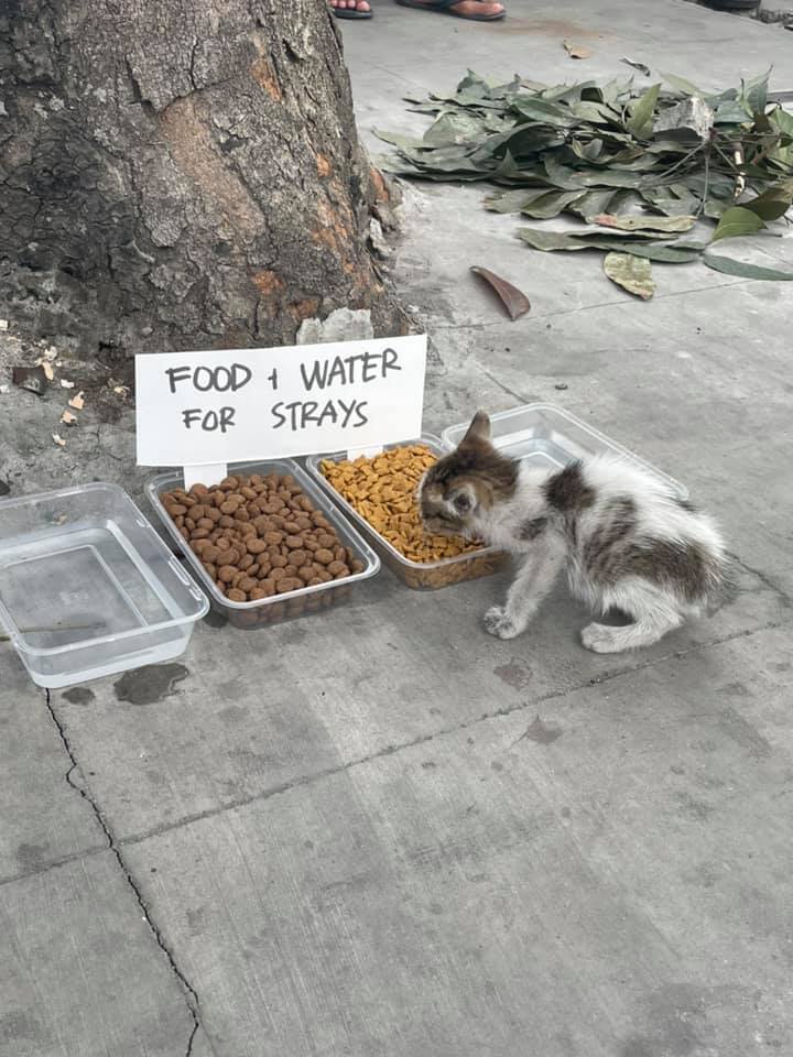 The Philippine Star on Twitter "STRAY ANIMALS NEED OUR HELP, TOO 🐈🐕 A