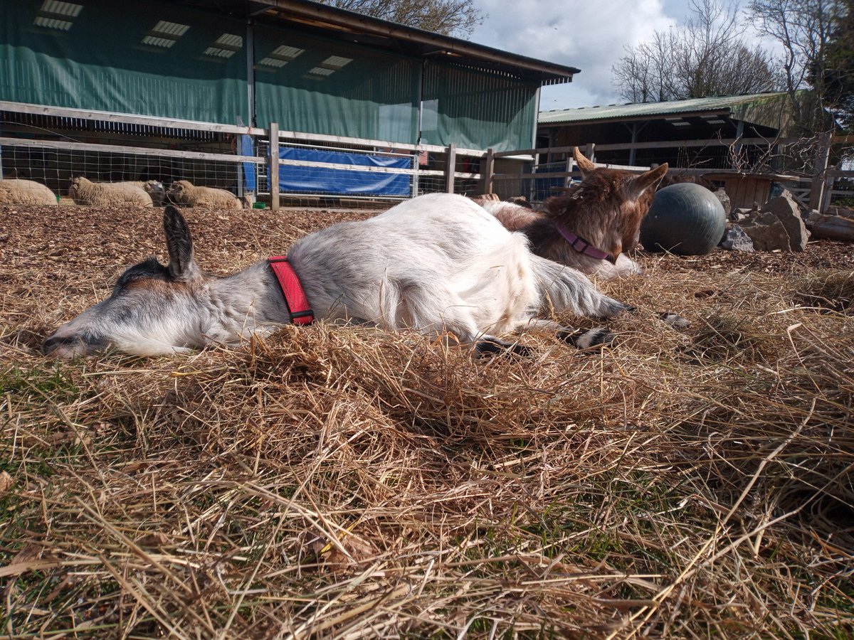 VarndeanSchool's tweet photo. Our @varndeangoats have been loving the sun over at @Fccrifeway! They seem very relaxed in at their luxury getaway😎@LennoxVarndean @AngelouVarndean @RussellVarndean @TuringVarndean @EllisVarndean https://t.co/WAjMCdcqJq