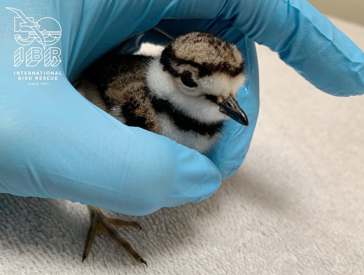 We received our first Killdeer chick of the year from the <a href="/Wildlife_Center/">Wildlife Center of Silicon Valley</a> Silicon Valley: Bird arrived dehydrated and quiet but is perking up quickly with fluids and a warm incubator.

Photo by Ioana Seritan