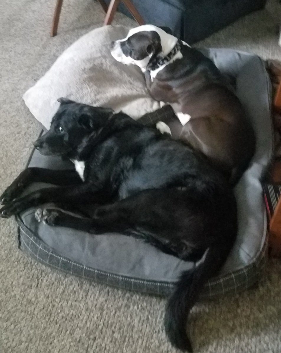 GandgTheater's tweet photo. The #BattleOfTheBeds continues. Trust me, this isn't as adorable as it looks. Reminder: These dogs have 3 beds to choose from but have to sleep in this one all of a sudden. https://t.co/ovDlf6ps1a