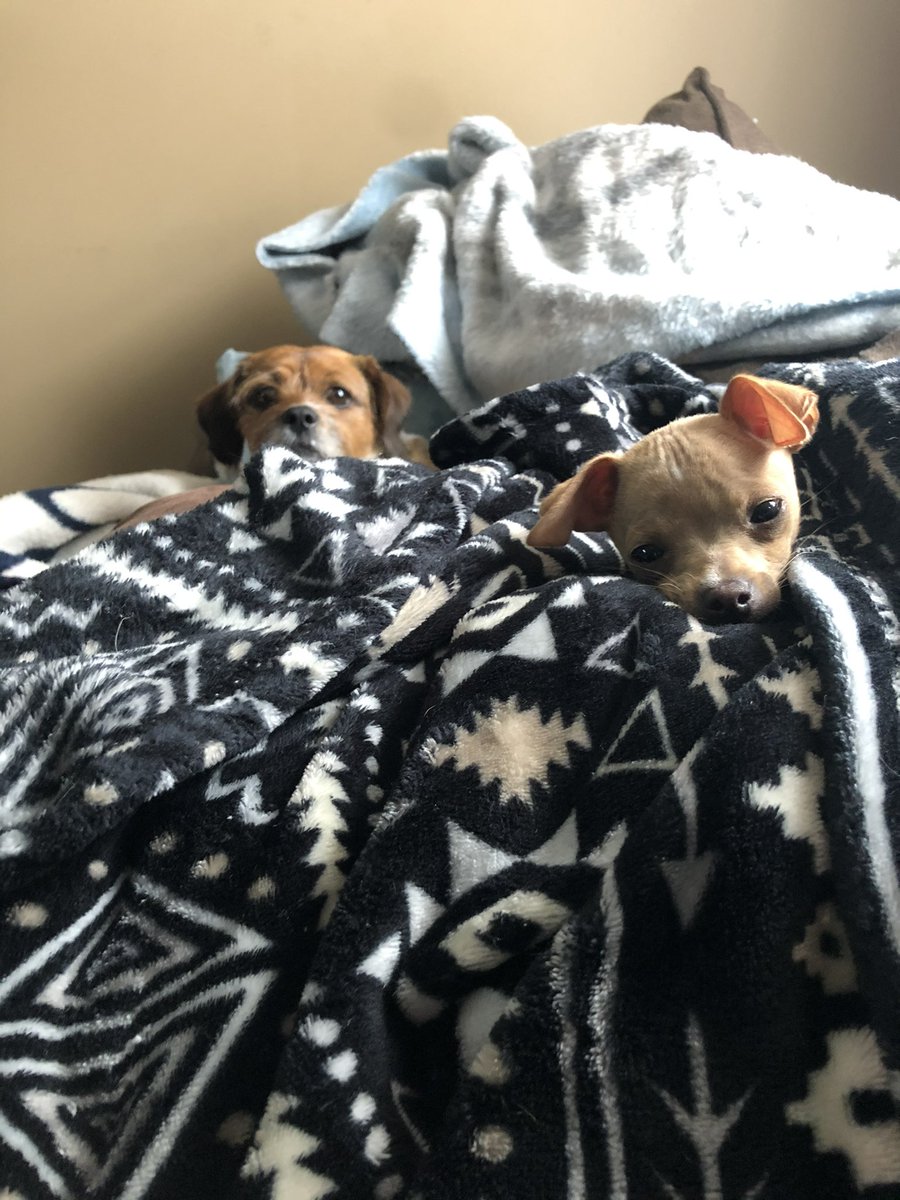 softbbycakes's tweet photo. @rexiplier puppies https://t.co/lDiqRt82ZL