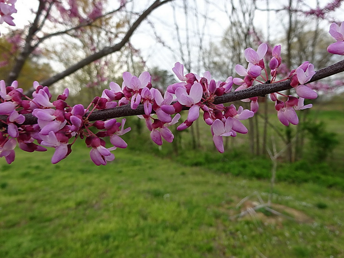 #GreatTrees  The tree most noticed here in Southern Maryland right now, due to its flowers, is the Eastern Redbud (Cercis canadensis).  You find it flowering in home landscape as well as along the edges of woodlands and roadsides.  Native to eastern North America.