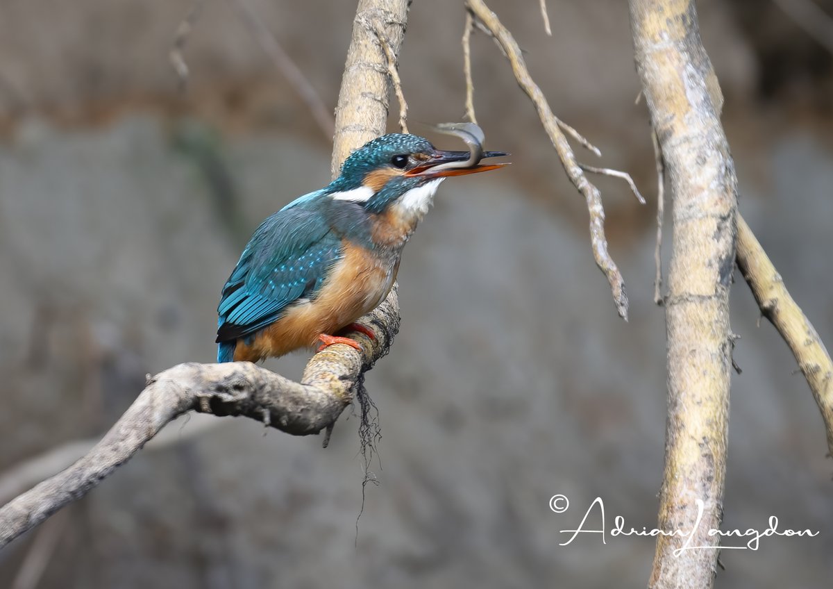 maxshearwater's tweet photo. Female kingfisher with brook lamprey this am. Fem KF's  seem to specialise in lampreys! #wildcornwall @CBWPS1 @CornwallBrdNews @CwallWildlife @camelbirder @BobBosisto @Kernowringer @BTO_Cornwall @BBCSpringwatch @EcofactEcology @CarolynCadman https://t.co/BiJF1nNOKy