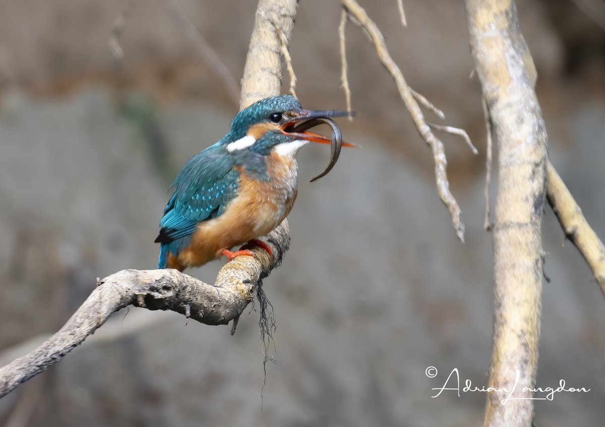 maxshearwater's tweet photo. Female kingfisher with brook lamprey this am. Fem KF's  seem to specialise in lampreys! #wildcornwall @CBWPS1 @CornwallBrdNews @CwallWildlife @camelbirder @BobBosisto @Kernowringer @BTO_Cornwall @BBCSpringwatch @EcofactEcology @CarolynCadman https://t.co/BiJF1nNOKy