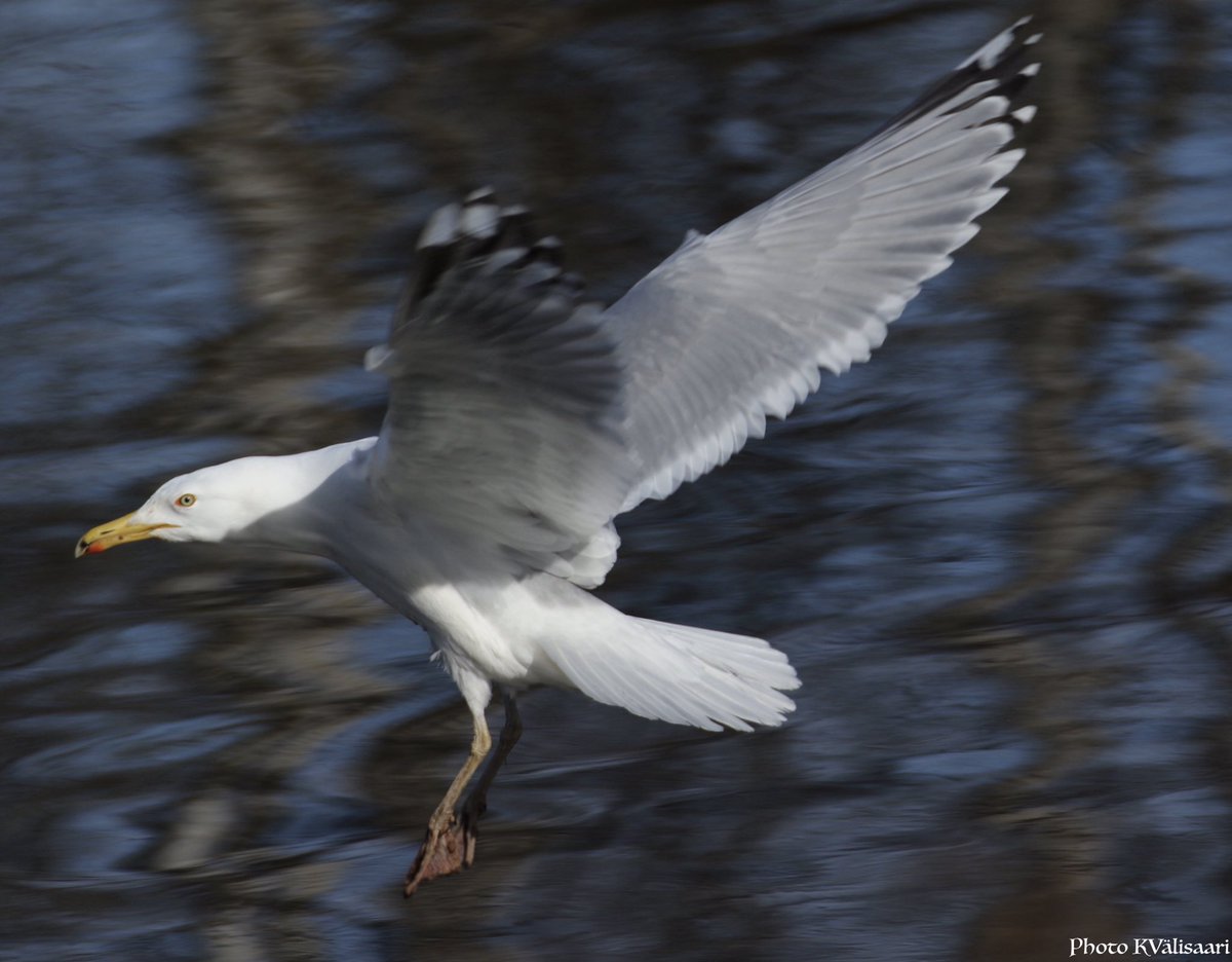 KValisaari's tweet photo. #Lokki #gull päivässä 😉 #harmaalokki #greygull #lintu #lintukuvaus #bird #luontovalokuvaus #naturephotography #luonto #nature #suomenluonto #finnishnature #luontokuvaus #luontokuva #suomenlinnut #valokuvaus #photography #canonkevät #suomi #finland #canonnordic #birdlifesuomi https://t.co/rmWTha36W2