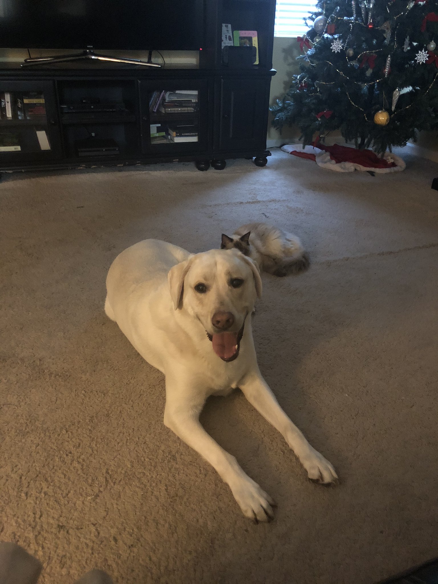 Happy Birthday to Luther Vandross. Here is a picture of my dog Lex Luthor Vandross for your viewing pleasure 