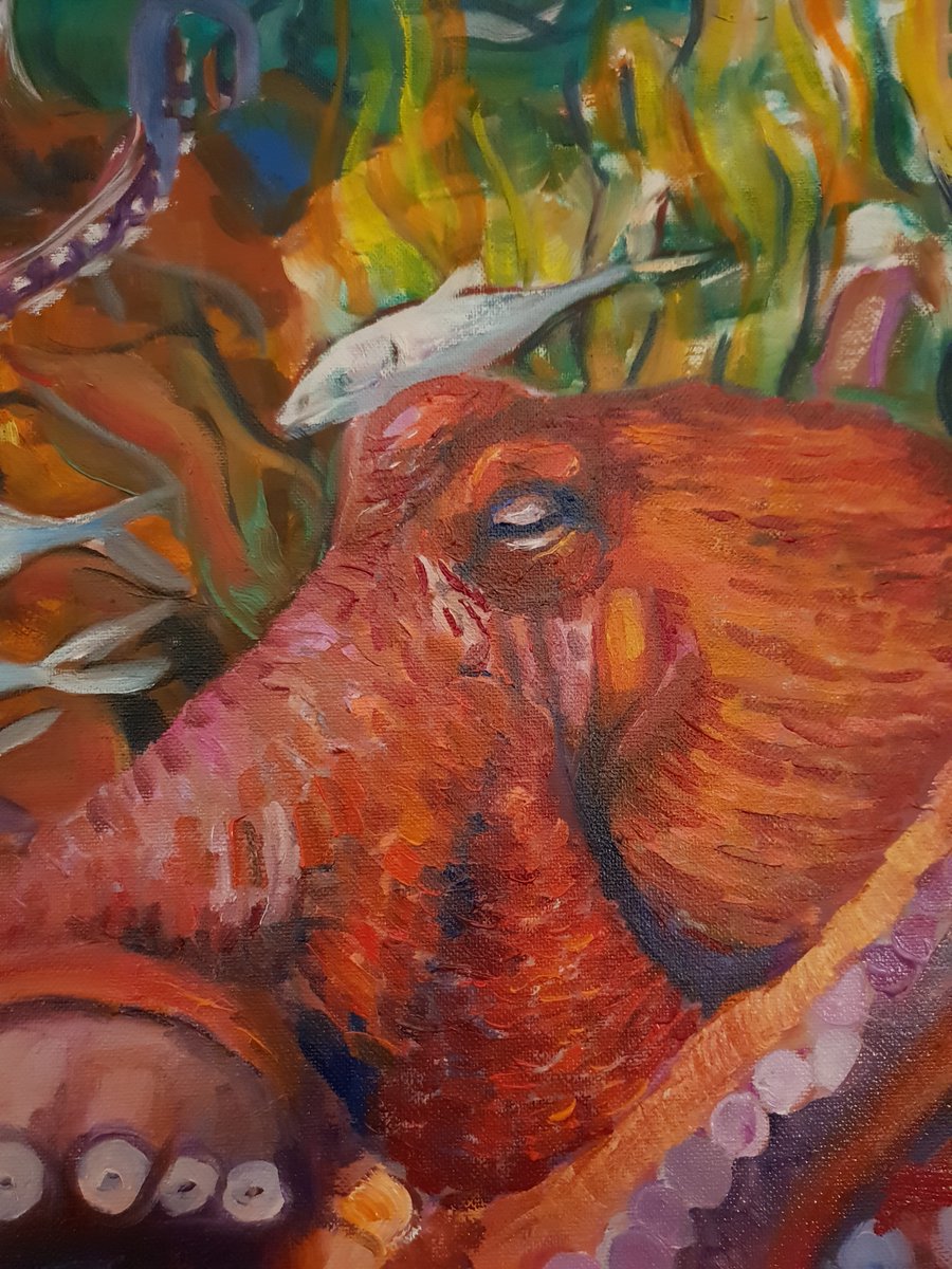 clephelapod's tweet photo. Big red octopus (detail) #octopus #commonoctopus https://t.co/vSxynOgFPH