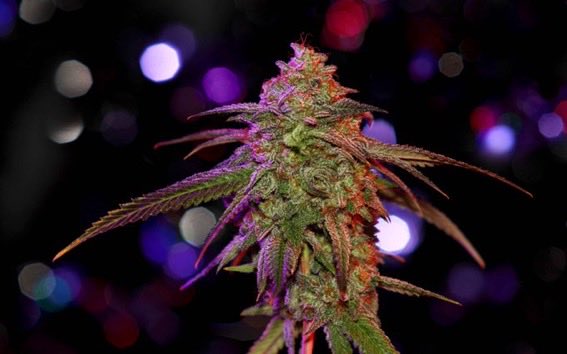Happy 4:20 Everyone 💨 #420 #floridagrown #medicated https://t.co/lLRjspoXhT<a href="/tag/floridagrown"class="tags">#floridagrown</a><a href="/tag/medicated"class="tags">#medicated</a>