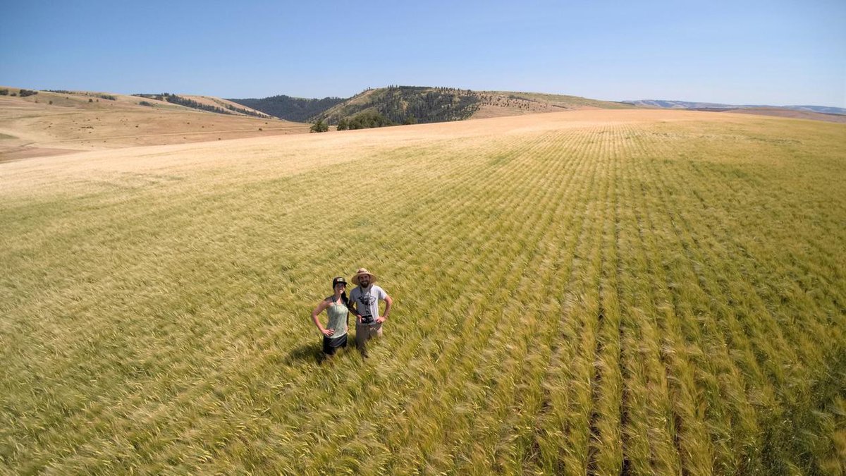 BREWPUBLIC's tweet photo. Mainstem Malt announces the launch of Mainstem For All, a Wefunder crowdfunding effort to support their innovative mission as a craft maltster. Details: https://t.co/HCaKWj87Hb
#MainstemMalt #CraftMalt https://t.co/ak52iTo3WW