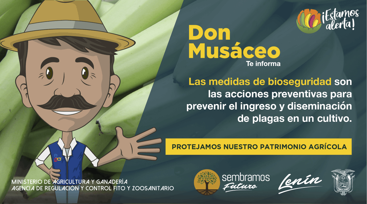 AgrocalidadZ5's tweet photo. #EstamosAlerta | Hemos capacitado a más de 20 mil actores de la cadena agroproductiva de musáceas para la implementación de las medidas de bioseguridad en los cultivos, para así evitar el ingreso de Foc R4T.

#EcuadorSinFocR4T🇪🇨 https://t.co/zQ5N2VY2hm