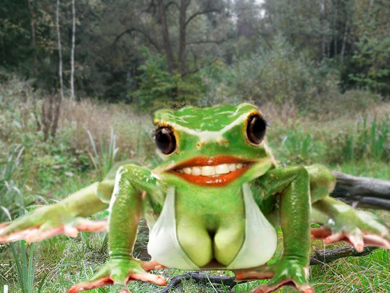 Можно лягушка. Крутая жаба. Смешные лягушки. Лягушка с грудью. Смешная жаба.