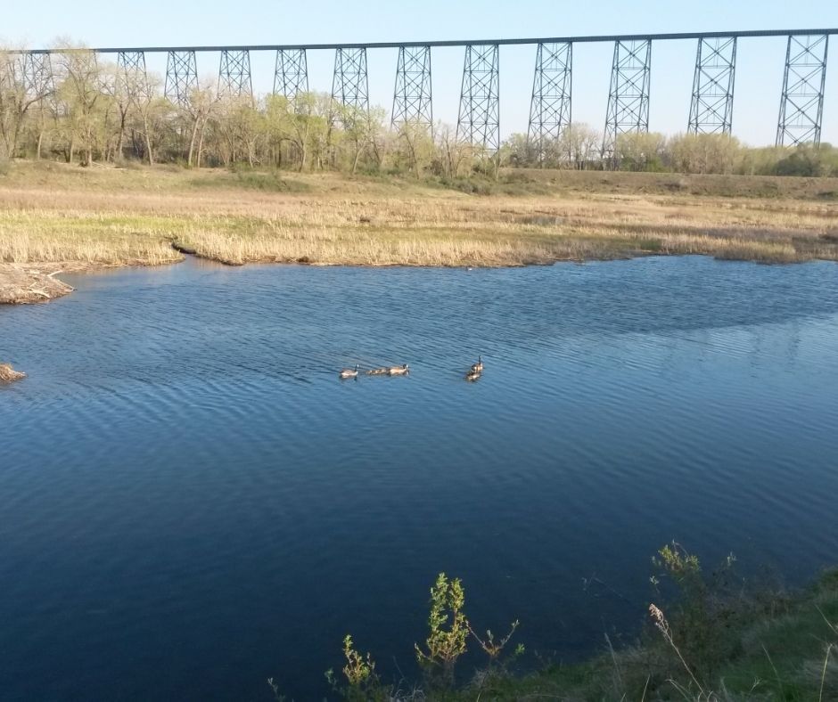 Lethbridge is lucky enough to have a preservation area just minutes from downtown!

The Elizabeth Hall Wetlands provides amazing bird watching and is home to a large variety of other animals like beavers, muskrats, and western painted turtles.

#VisitLethbridge #YQL