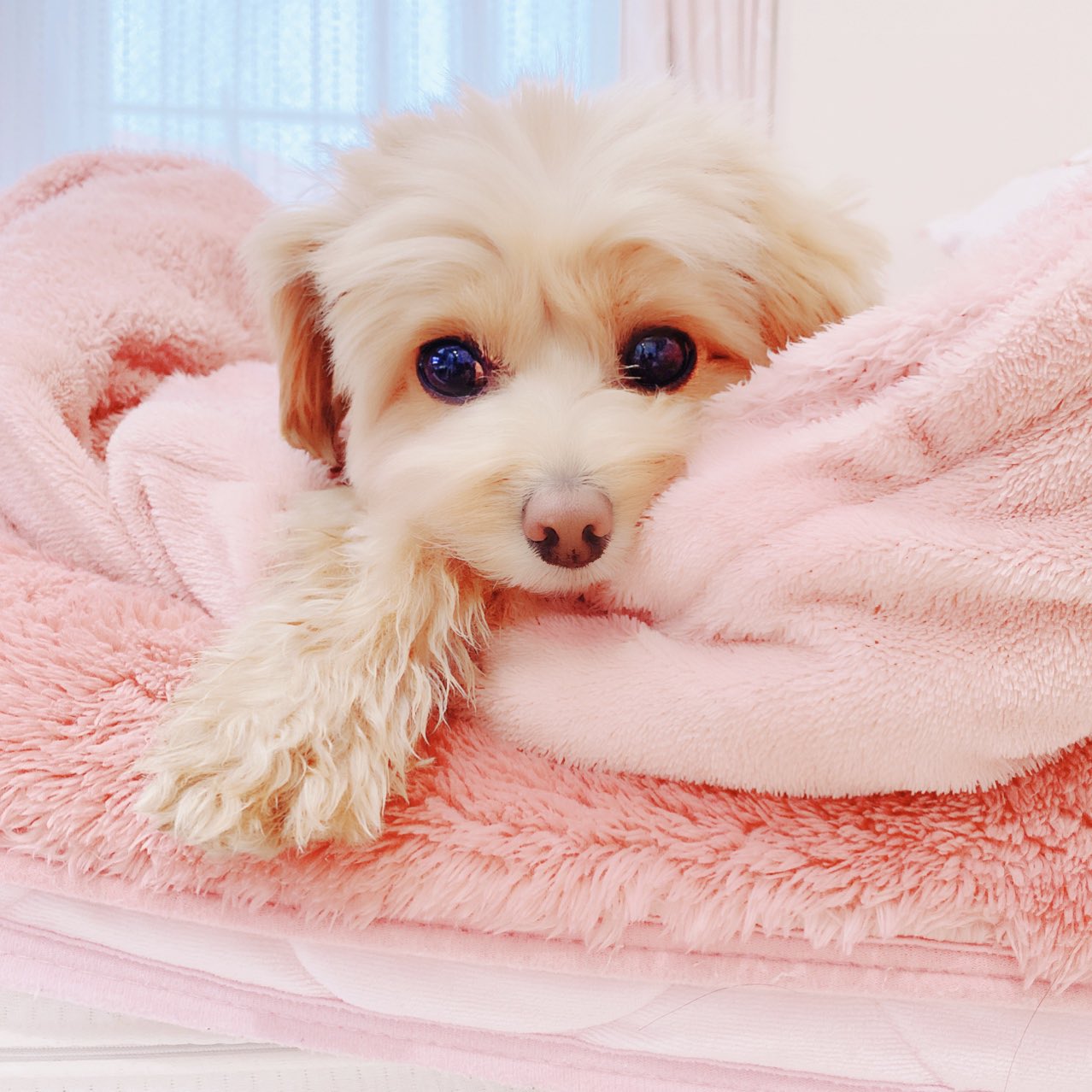 あざとい犬 Twitter Search Twitter