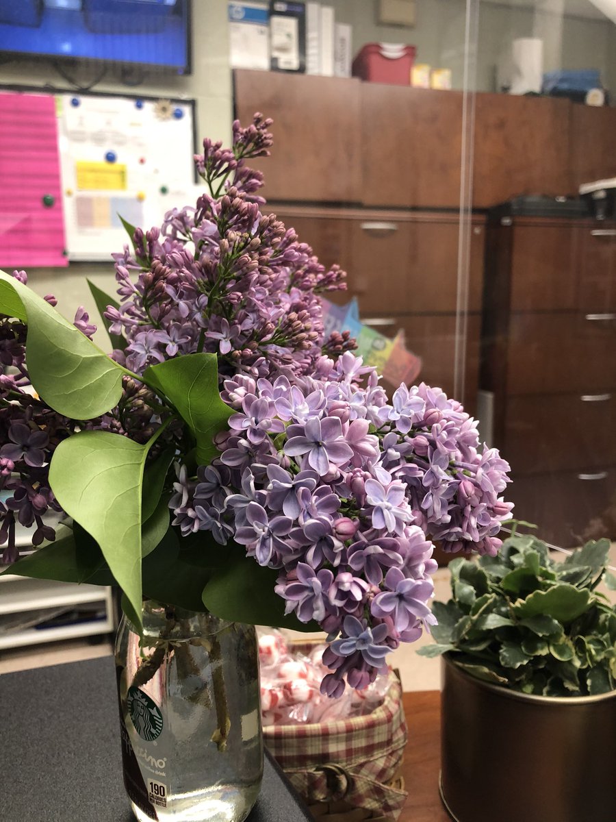 Judy Groeling made my day with her kindness.  Thank you Mrs. Groeling for the fragrant and beautiful lilacs.  They smell so good. #tatemtweets #bekind #collsedu