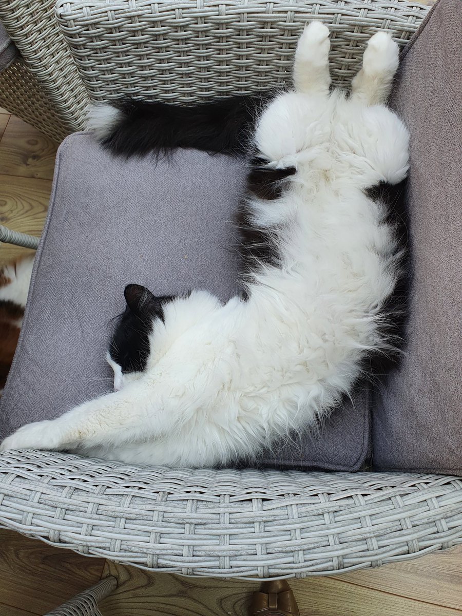 Just a lazy afternoon for Bertie #yoga #stretching #tuxedocatsrule