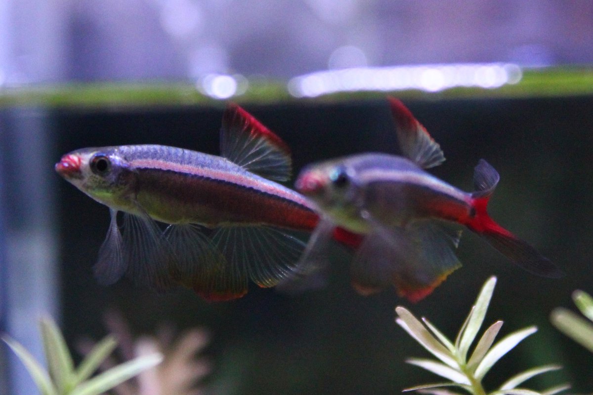 ロングフィンアカヒレ