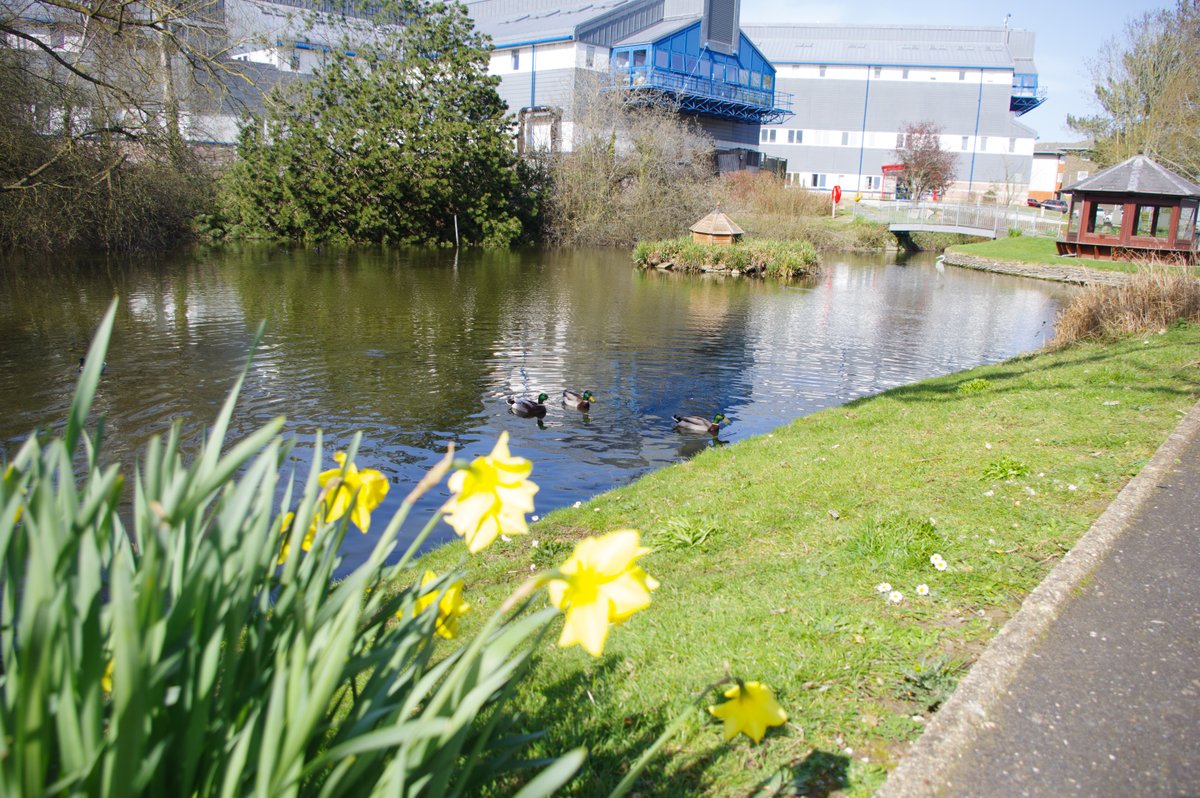 We are so pleased to see that we have baby ducklings again this year 🦆😍🦆