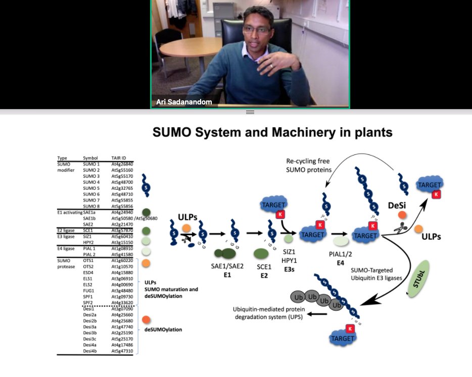 On #UKPlantsciPresents <a href="/sadanandomlab/">Ari's lab</a> is introducing the SUMO system and the advances that his group has made to elucidate this pathway ….now also funded by <a href="/BBSRC/">Biotechnology and Biological Sciences Research</a> sLoLA…