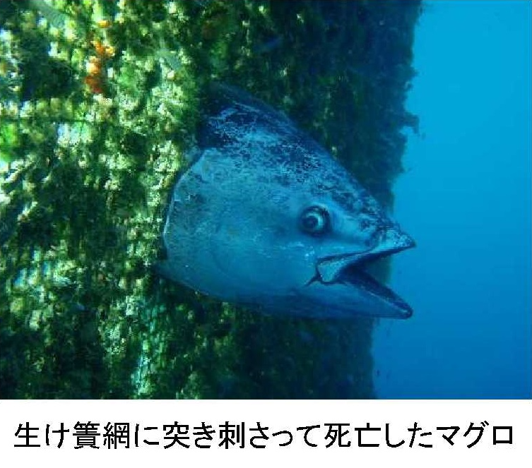 Jsf 世界初 ゲノム編集による おとなしい マグロ仔魚の作出に成功 マグロの衝突死の軽減や防除に大きく前進 水産技術研究所 まぐろ養殖部 T Co Rmmqojxcji 緑の壁は養殖生け簀の網目に藻が繁茂したもの