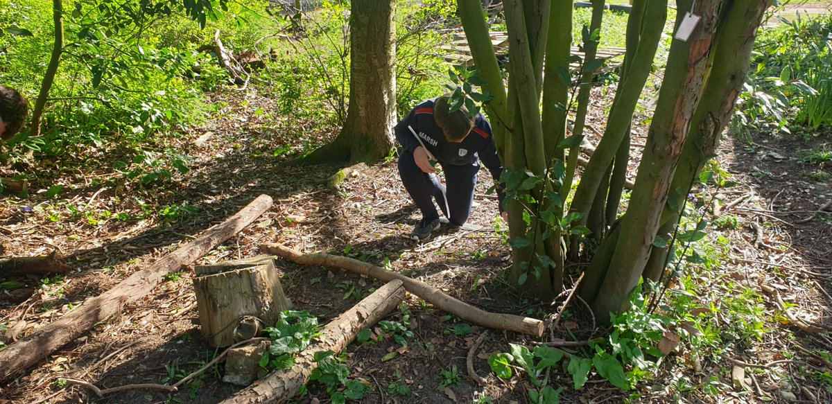 FinboroughSch's tweet image. Year 10 have been out woodlice collecting; they are going to observe their behaviour in the choice chambers which have different conditions in each section.
#finboroughscience #activescience #bebackbetter