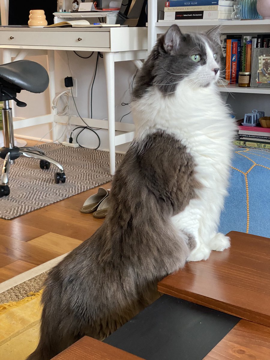 Hi friends. Been a while since you had a Lumpy update so here you go: After 5.5 years I’ve finally accepted that he’s actually two cats in a cat costume.