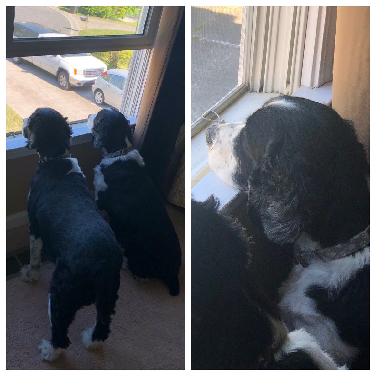 Linda_Greco's tweet image. He has forever loved resting his chin on something 🤣

#ESSLife