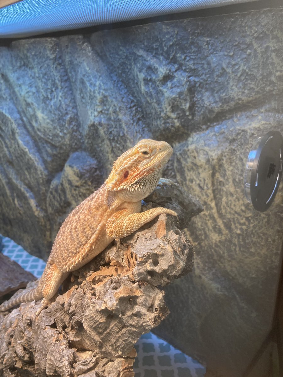 BeachStreetWI's tweet photo. Someone loves her new tank!! #librarydragon #bsp #beachstreetmiddleschool #petsintheclassroom #middleschooldragon #welovemushu https://t.co/eHUZxATi2W