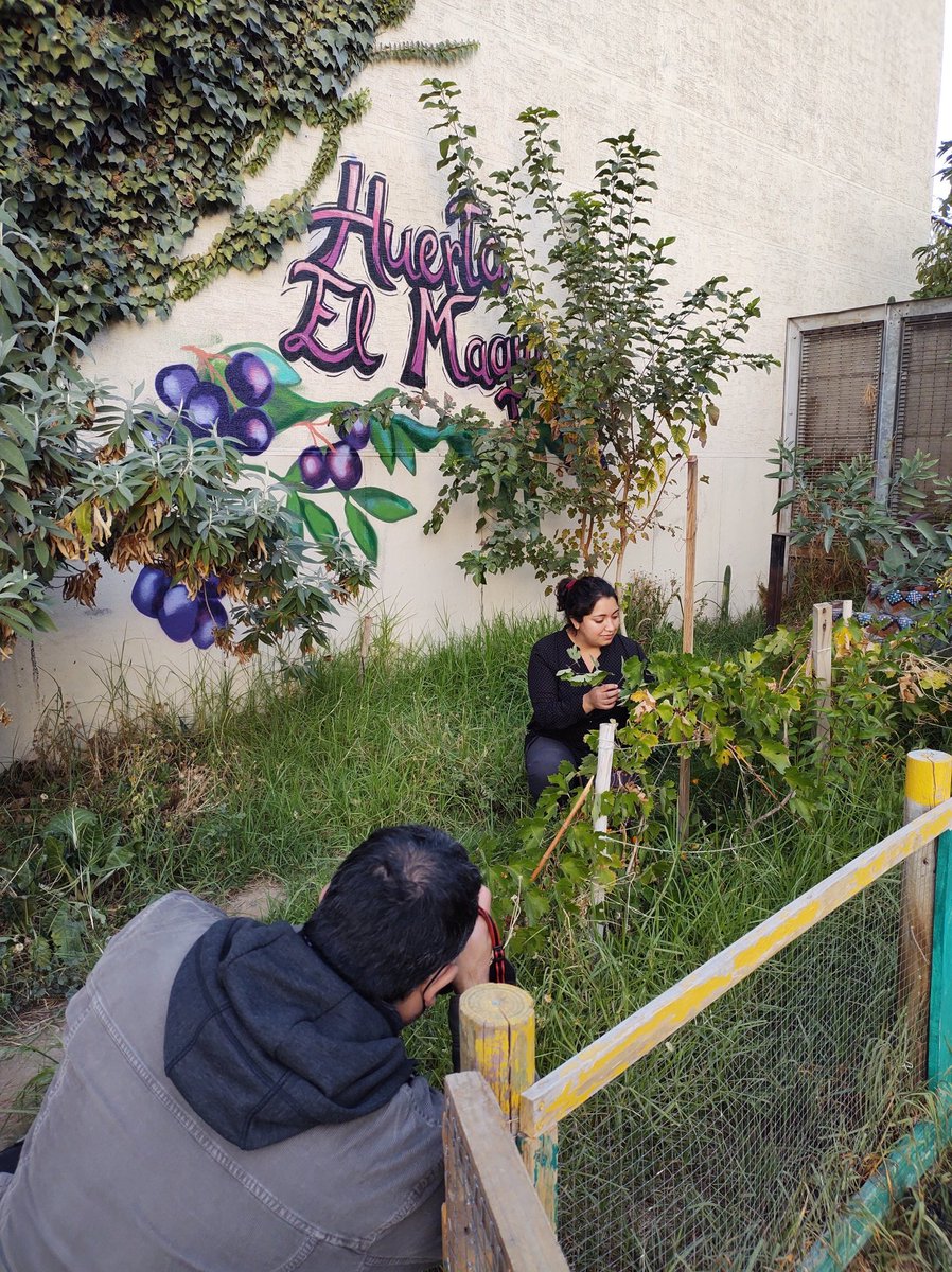 isavestruz's tweet photo. Agencia Uno visitó algunas de nuestras huertas comunitarias para fotoreportaje.
Agradezco ser parte de vecinxs que cultivan el buen vivir en el espacio urbano.
#Mapurbe
#SembrandoKmeyMongen
#MapuchizandoLaWarria
#CayulConstituyente
#EscañosReservados
#ConstituciónPlurinacional https://t.co/70cu5pqgwj