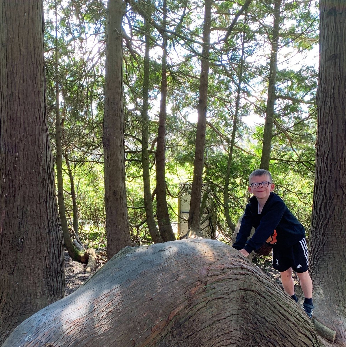 Castlehilldevon's tweet image. The Tanglewood tree is a wonderful natural playground for children to climb, play and hide beneath. It's the simple things that bring the greatest joy ✨🌳

#nature #outdoorplay #woodland #wildlife #outdoordevon #castlehillgardens #historicgardens #makingdens