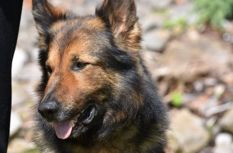 BTPScotland's tweet photo. Congratulations are in order for the amazing PD Storm and his handler PC Martin 👏
They've won an award for their brave pursuit of two hit and run suspects on a motorway towards Edinburgh last year.
How brilliant are our @BTPDogs? Full story here 👇
https://t.co/dkpXLeILrg https://t.co/tpBikaXgAz