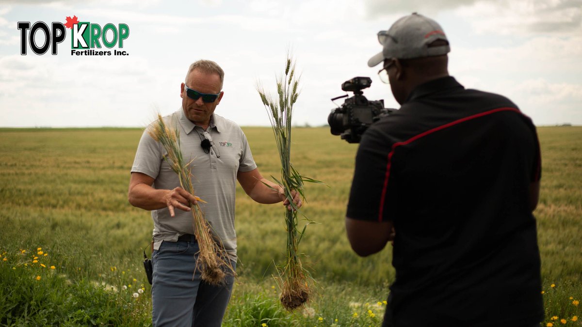 TopkropInc's tweet photo. Throwback to Top Krop field tours! This tour took place at a farm near Weyburn, SK, last year. Warren proudly shows the difference in plant &amp; root health on a wheat sample taken from the field treated with TK-10 and @AdvancedAgTech ACF-SR bacteria vs an untreated sample. https://t.co/kQvqYeWHp0