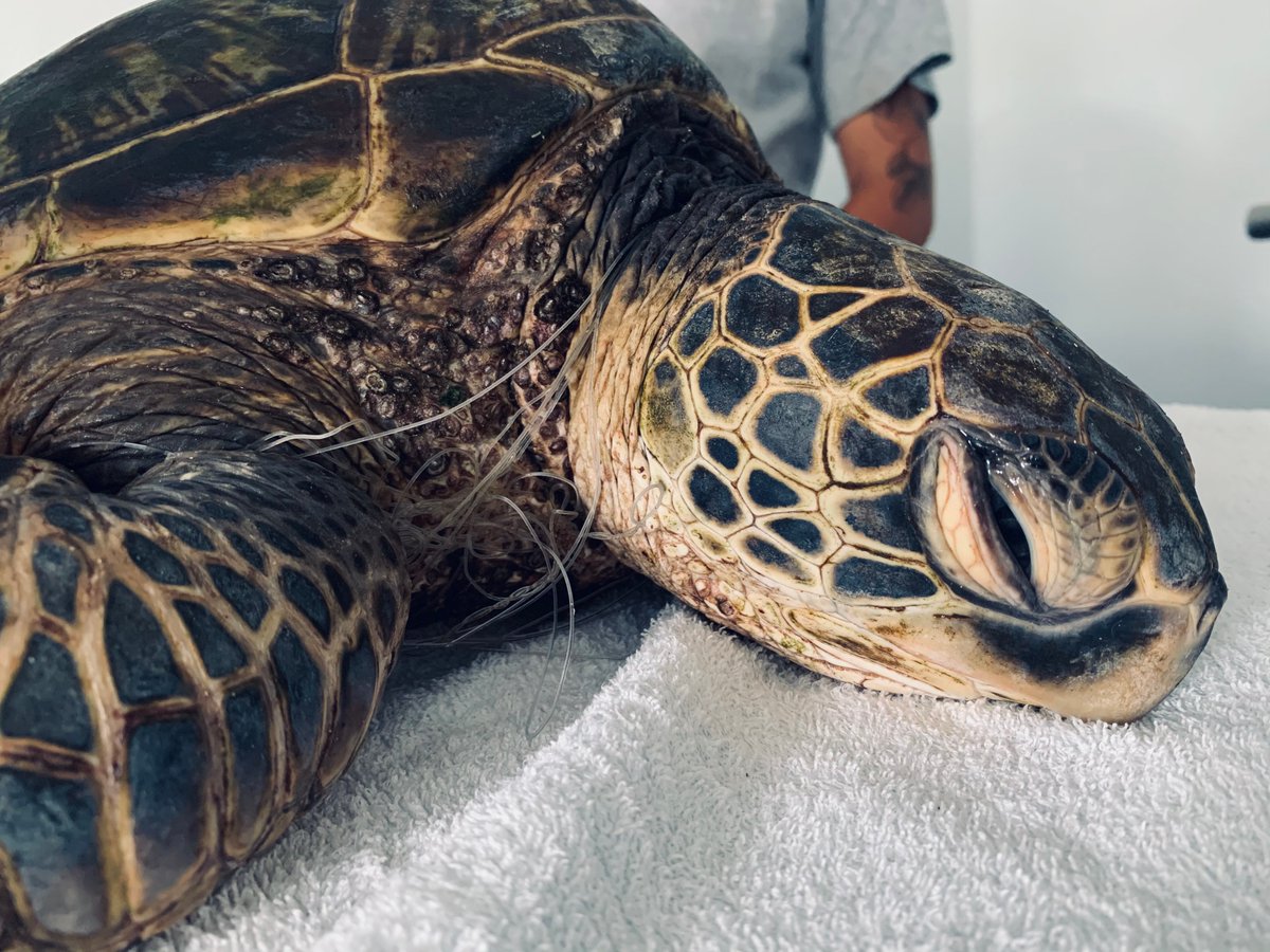 Our 2020 Sea Turtle Response Report is now available. 
bit.ly/Honu2020

#seaturtle #honu #maui #Hawaii #turtlerescue