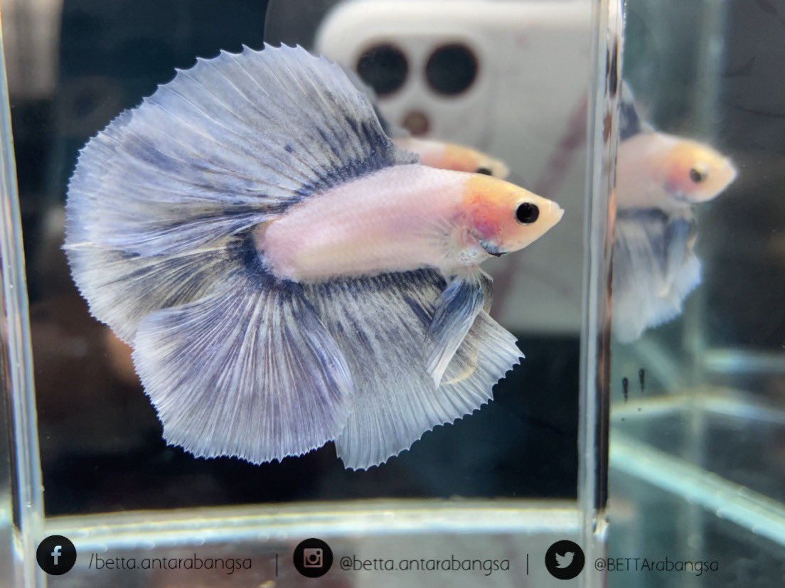 BETTArabangsa's tweet photo. Facebook: /betta.antarabangsa 
Instagram: @betta.antarabangsa 
Twitter: @BETTArabangsa
Shopee: Betta.Antarabangsa
Telegram: https://t.co/4ftUk29mHo

#bettaantarabangsa #ikanlaga #ikanlagamalaysia #ikancupang #bettafish #bettamalaysia #bettacommunity https://t.co/J5XP7a6XMj